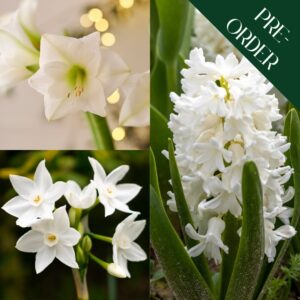 White Christmas Bulbs Collection