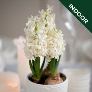 White Hyacinth Flowers in a pot indoors