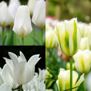 White Swans Tulip Collection