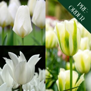 White Swans Tulip Collection