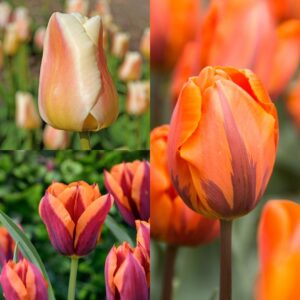 Window Box Tulip Collection