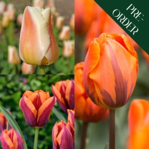Window Box Tulip Collection
