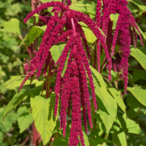 Amaranthus Seeds