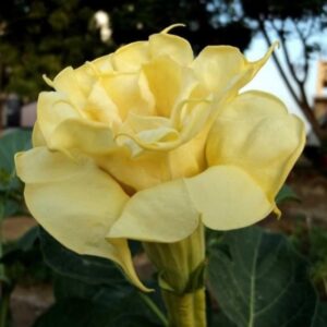 Datura Seeds