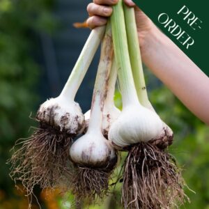 Garlic Elephant