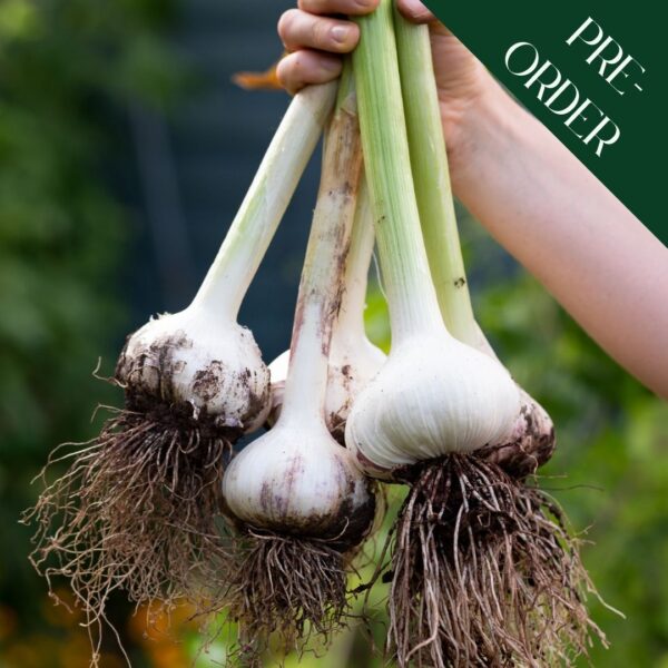 Garlic Elephant