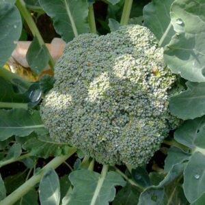 Broccoli Marathon F1
