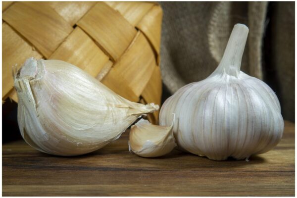 Garlic Elephant - Image 3