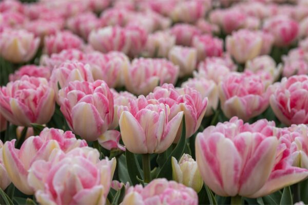 Tulip Foxtrot