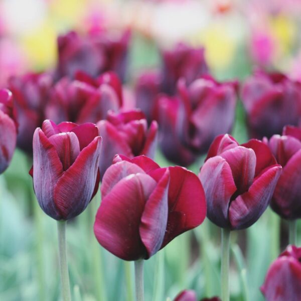 Tulip  Ronaldo
