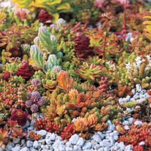Sedum Seeds