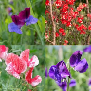 A series of four different varieties of Sweet Pea flowers - Old Spice Cupani, Henry Eckford, Lord Nelson, and America. These are in a range of purple, blue, pink, and red.