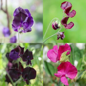 A series of four different varieties of Sweet Pea flowers - Top Hat, Beaujolais, Almost Black, and Millenium. These are in a range of purple, blue, pink, burgundy, and black.