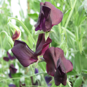 deep purple, almost black sweet pea flowers with thin petals.