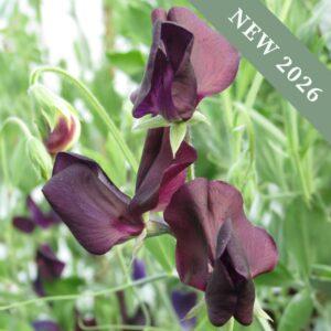 Sweet Pea Almost Black