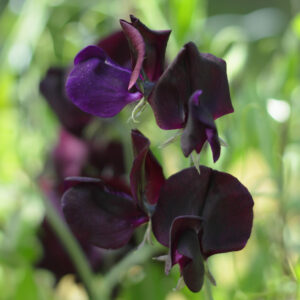 Almost Black variety SAweet Pea flowers growing with deep purple black petals and a blurred green background