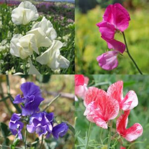 A selection of Sweet Pea flowers in the Mrs Collier, Lipstick, Just Julia, and America varieties. They are pale ivory, vibrant pink, soft lavender blue, and striped red and white in colour.