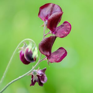 Sweet Pea Beaujolais