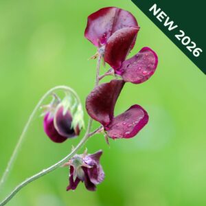 Sweet Pea Beaujolais variety with deep red petals on the stem