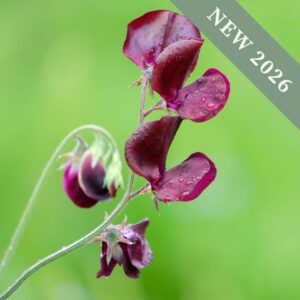 Sweet Pea Beaujolais