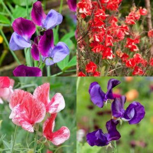 Classic heritage Sweet Pea Collection