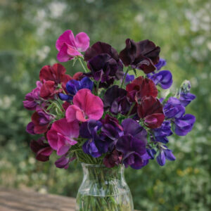 The Dark and Bold collections of Sweet Pea Lathyrus flowers that includes the dark maroon Almost Black variety, the deep wine red Beaujolais variety, the bright purple Top Hat variety, and the rose pink Millennium variety.