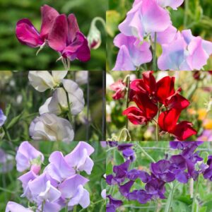 A selection of Sweet Pea flowers in the Beaujolais, Turquoise Lagoon, Old Times, Winston Churchill, Leamington, and Blue Velvet varieties in red, pink, blue, purple, and white colours