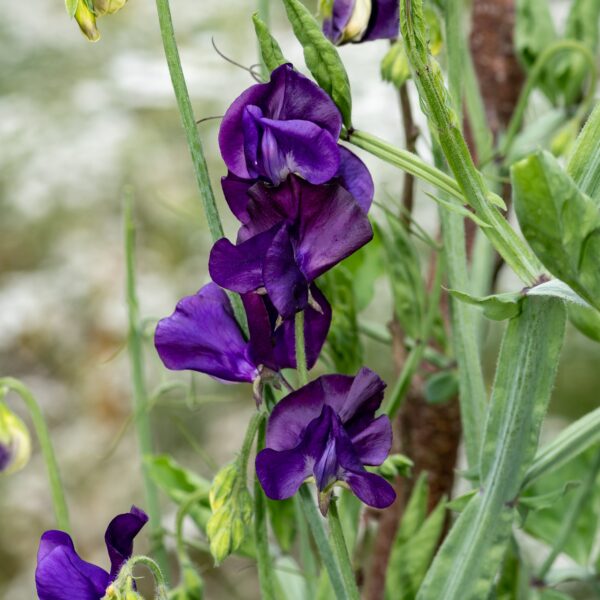 Sweet Pea Lord Nelson - Image 2