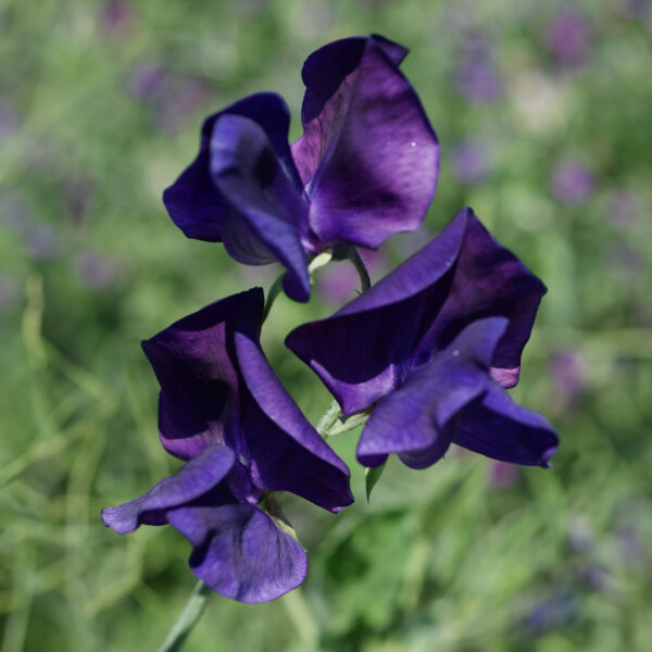 Sweet Pea Lord Nelson - Image 3