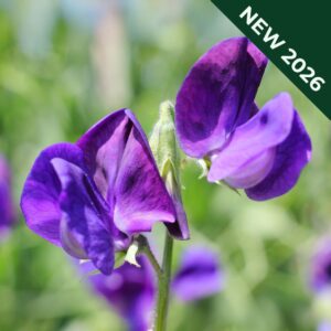 Sweet Pea Lord Nelson