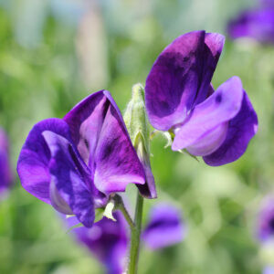 Sweet Pea Lord Nelson