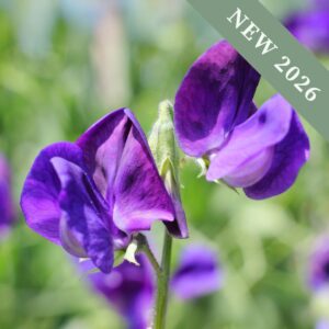 Sweet Pea Lord Nelson