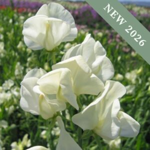 Sweet Pea Mrs Collier