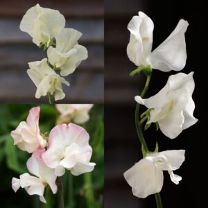 Sweet Pea Pastel Mix