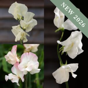 Sweet Pea Pastel Mix