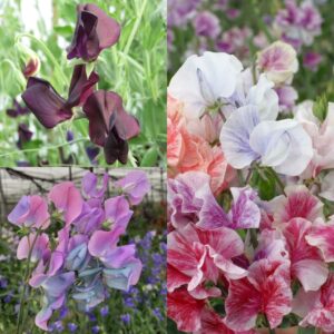 Rare Beauties Sweet Pea Collection