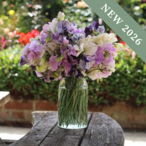 Sweet Pea Lilac Spencer Mix
