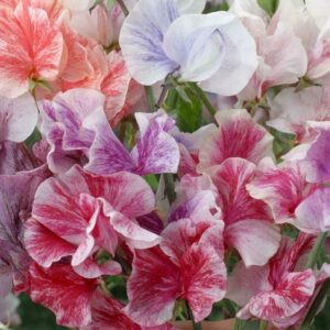 a mixture of coloured sweet peas. Patterned, frilled petals with thin lines