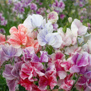 Beautiful blooming Sweet Pea flowers in the Streamer Mix of colours with reds, oranges, pinks, and purples all delicately striped like brushstrokes on white