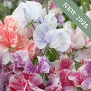 Sweet Pea Streamer Mix
