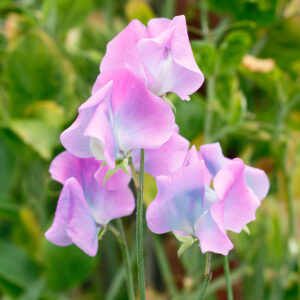 Sweet Pea flowers of the the Turquoise Lagoon variety with pale pink and blue petals