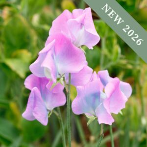 Sweet Pea Turquoise Lagoon