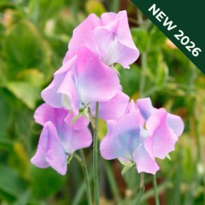 Sweet Pea flowers of the the Turquoise Lagoon variety with pale pink and blue petals