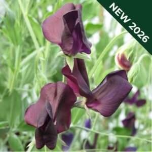 Sweet Pea Almost Black