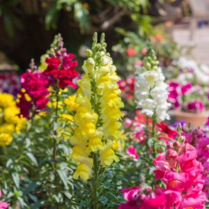 antirrhinum