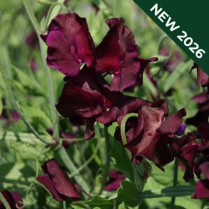 Sweet Pea Beaujolais