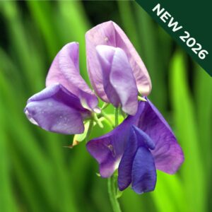 Sweet Pea Erewhon