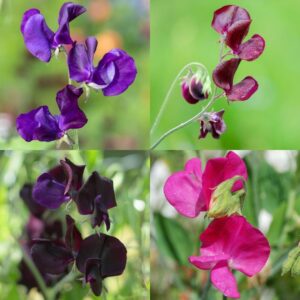 Sweet Pea Dark & Bold Collection