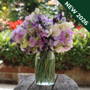 Sweet Pea Lilac Spencer Mix