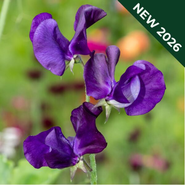 Sweet Pea Lord Nelson